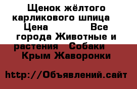 Щенок жёлтого карликового шпица  › Цена ­ 50 000 - Все города Животные и растения » Собаки   . Крым,Жаворонки